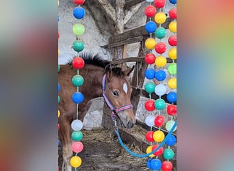 Appaloosa, Mare, Foal (02/2026), Brown