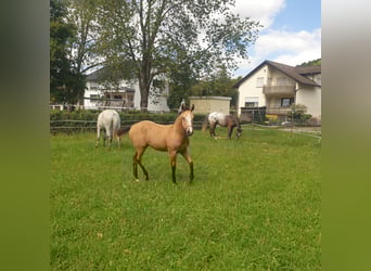 Appaloosa, Mare, Foal (04/2025), Buckskin