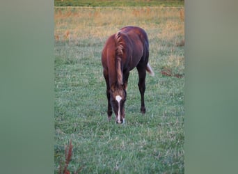 Appaloosa, Mare, Foal (04/2024), Chestnut-Red