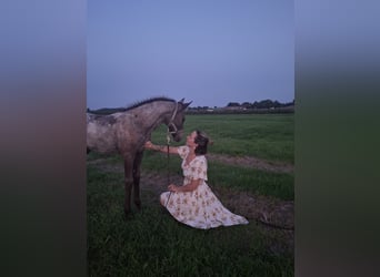 Appaloosa Mix, Mare, Foal (06/2025)