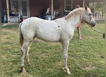 Appaloosa, Mare, Foal (02/2024), Leopard-Piebald