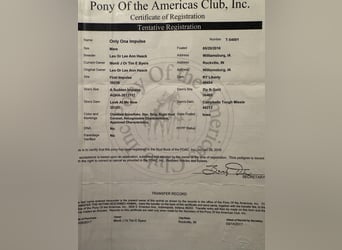 Appaloosa, Merrie, 10 Jaar, 137 cm, Roan-Red