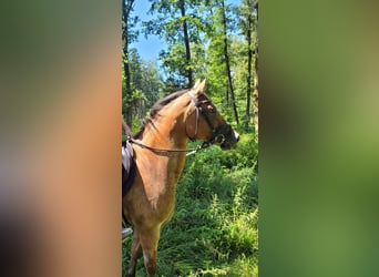 Appaloosa Mix, Merrie, 10 Jaar, 155 cm