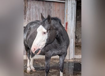 Appaloosa, Merrie, 10 Jaar, 157 cm, Zwart