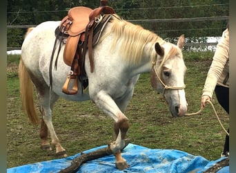 Appaloosa, Merrie, 11 Jaar, 154 cm, Vos