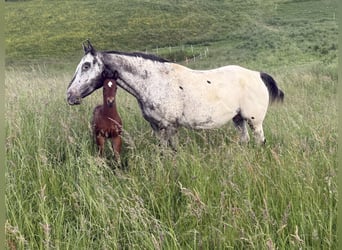 Appaloosa, Merrie, 11 Jaar, 155 cm, Bruin