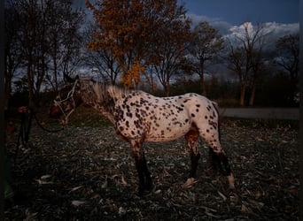Appaloosa Mix, Merrie, 11 Jaar, Roodbruin