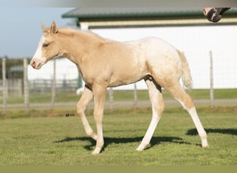Appaloosa, Merrie, 12 Jaar, 165 cm, Zwart