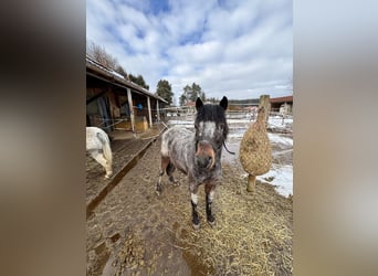 Appaloosa, Merrie, 13 Jaar, 120 cm, Appaloosa