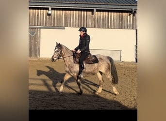 Appaloosa Mix, Merrie, 13 Jaar, 137 cm, Appaloosa