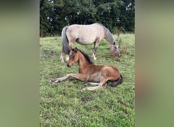 Appaloosa Mix, Merrie, 13 Jaar, 137 cm, Appaloosa