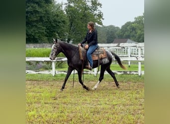 Appaloosa, Merrie, 13 Jaar, 145 cm, Zwart