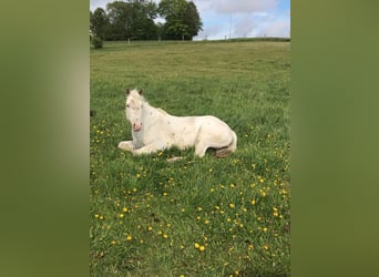 Appaloosa, Merrie, 13 Jaar, 147 cm, Appaloosa
