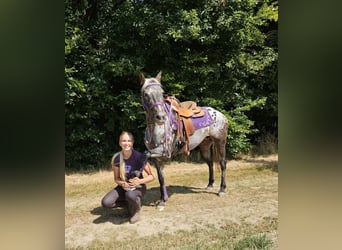 Appaloosa, Merrie, 13 Jaar, 148 cm, Appaloosa