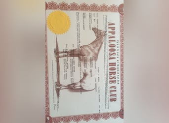 Appaloosa, Merrie, 13 Jaar, 152 cm, Appaloosa