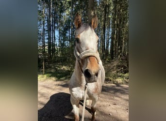 Appaloosa, Merrie, 13 Jaar, 165 cm, Brown Falb schimmel