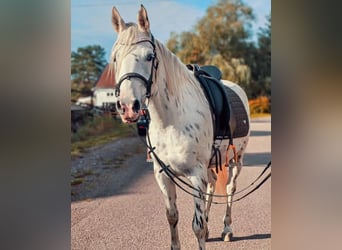 Appaloosa, Merrie, 13 Jaar