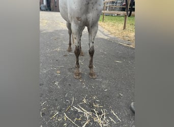 Appaloosa, Merrie, 14 Jaar, 110 cm, Appaloosa