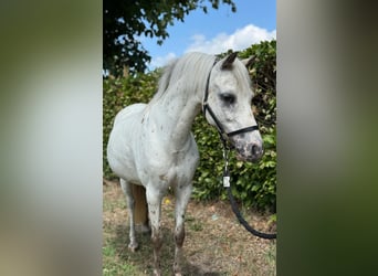 Appaloosa, Merrie, 14 Jaar, 110 cm, Appaloosa