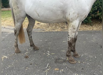 Appaloosa, Merrie, 14 Jaar, 110 cm, Appaloosa