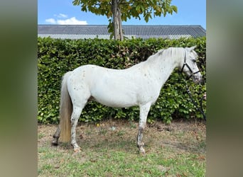 Appaloosa, Merrie, 14 Jaar, 110 cm, Appaloosa