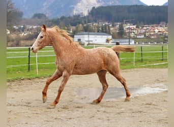 Appaloosa, Merrie, 14 Jaar, 152 cm, Appaloosa