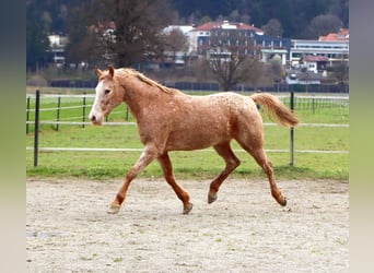 Appaloosa, Merrie, 14 Jaar, 152 cm, Appaloosa