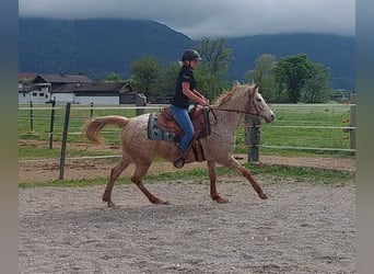 Appaloosa, Merrie, 14 Jaar, 152 cm, Appaloosa