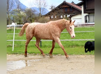 Appaloosa, Merrie, 14 Jaar, 152 cm, Appaloosa