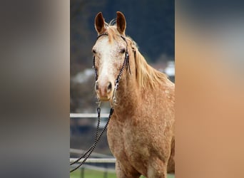 Appaloosa, Merrie, 14 Jaar, 152 cm, Appaloosa