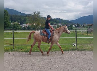 Appaloosa, Merrie, 14 Jaar, 152 cm, Appaloosa