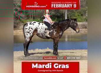 Appaloosa, Merrie, 14 Jaar, 152 cm