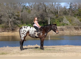 Appaloosa, Merrie, 14 Jaar, 152 cm