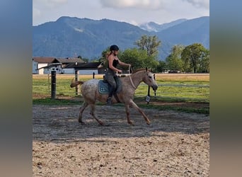 Appaloosa, Merrie, 15 Jaar, 147 cm, Appaloosa