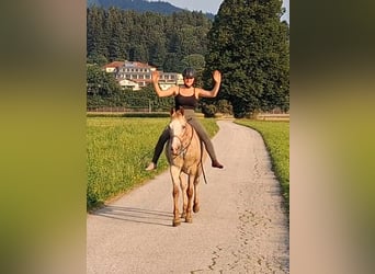 Appaloosa, Merrie, 15 Jaar, 147 cm, Appaloosa