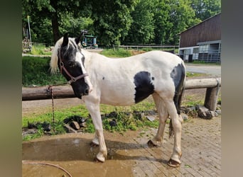 Appaloosa Mix, Merrie, 15 Jaar, 150 cm, Gevlekt-paard