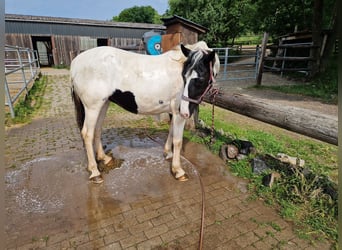 Appaloosa Mix, Merrie, 15 Jaar, 150 cm, Gevlekt-paard