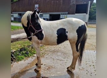 Appaloosa Mix, Merrie, 15 Jaar, 150 cm, Gevlekt-paard