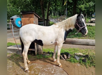 Appaloosa Mix, Merrie, 15 Jaar, 150 cm, Gevlekt-paard