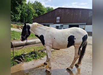 Appaloosa Mix, Merrie, 15 Jaar, 150 cm, Gevlekt-paard