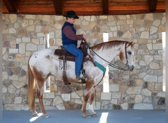 Appaloosa, Merrie, 15 Jaar, 152 cm, Wit