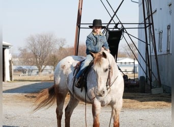 Appaloosa, Merrie, 15 Jaar, 152 cm, Wit