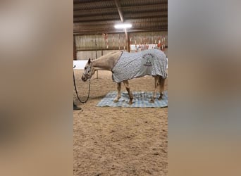 Appaloosa, Merrie, 15 Jaar