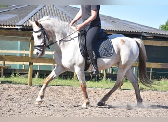 Appaloosa, Merrie, 18 Jaar, 148 cm, Roan-Red