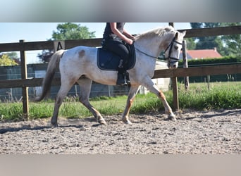 Appaloosa, Merrie, 18 Jaar, 148 cm, Roan-Red