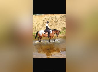 Appaloosa, Merrie, 18 Jaar, 150 cm