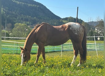 Appaloosa, Merrie, 18 Jaar, 155 cm, Vos
