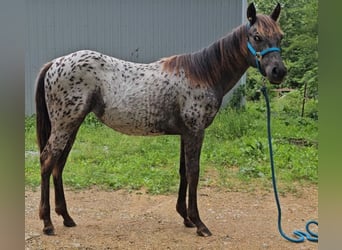 Appaloosa, Merrie, 1 Jaar, 122 cm, Zwart