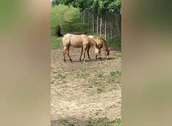 Appaloosa, Merrie, 1 Jaar, 146 cm, Buckskin