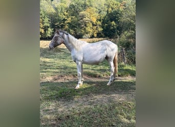 Appaloosa Mix, Merrie, 1 Jaar, 150 cm